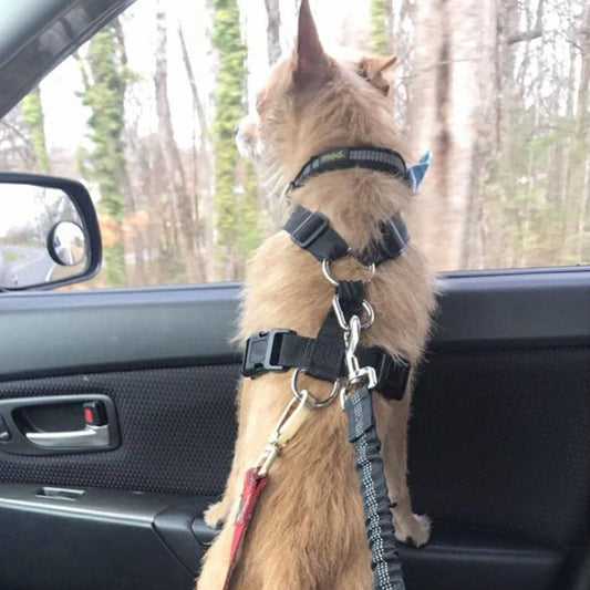 犬用ドライブシートベルトを使っているところ