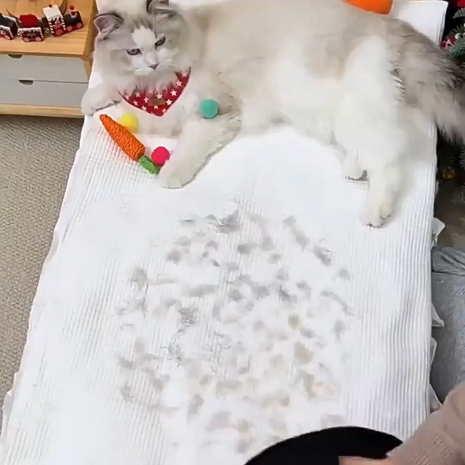 ベッドの上の毛を集めているところ