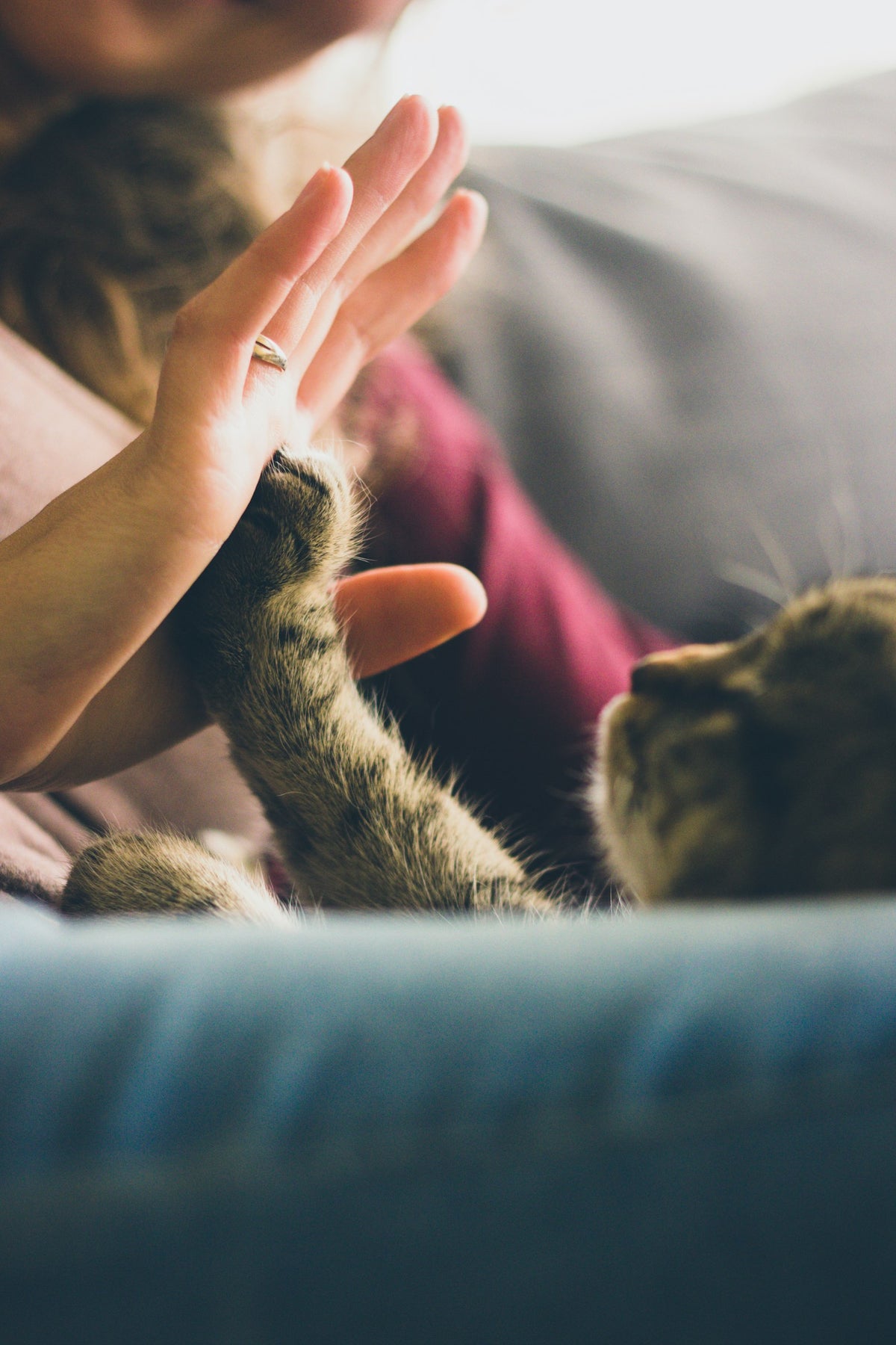 人の手に頬をよせるぶち猫