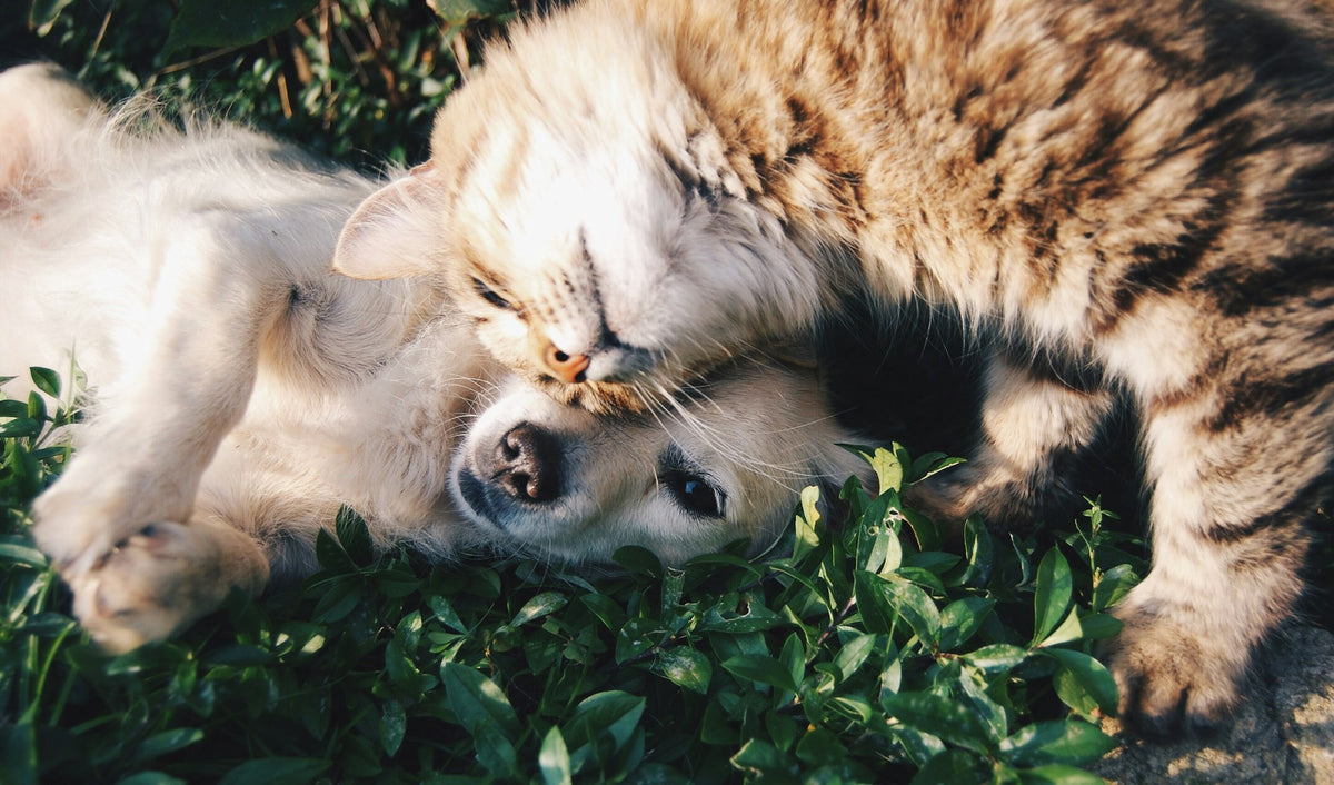 草の上でくっついて眠る白い犬と灰色の猫