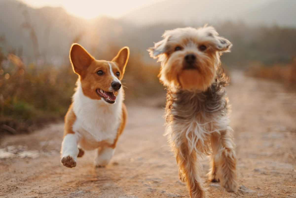 道を走る2匹の犬